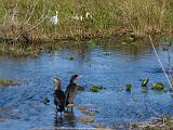C Everglades 065 : Everglades